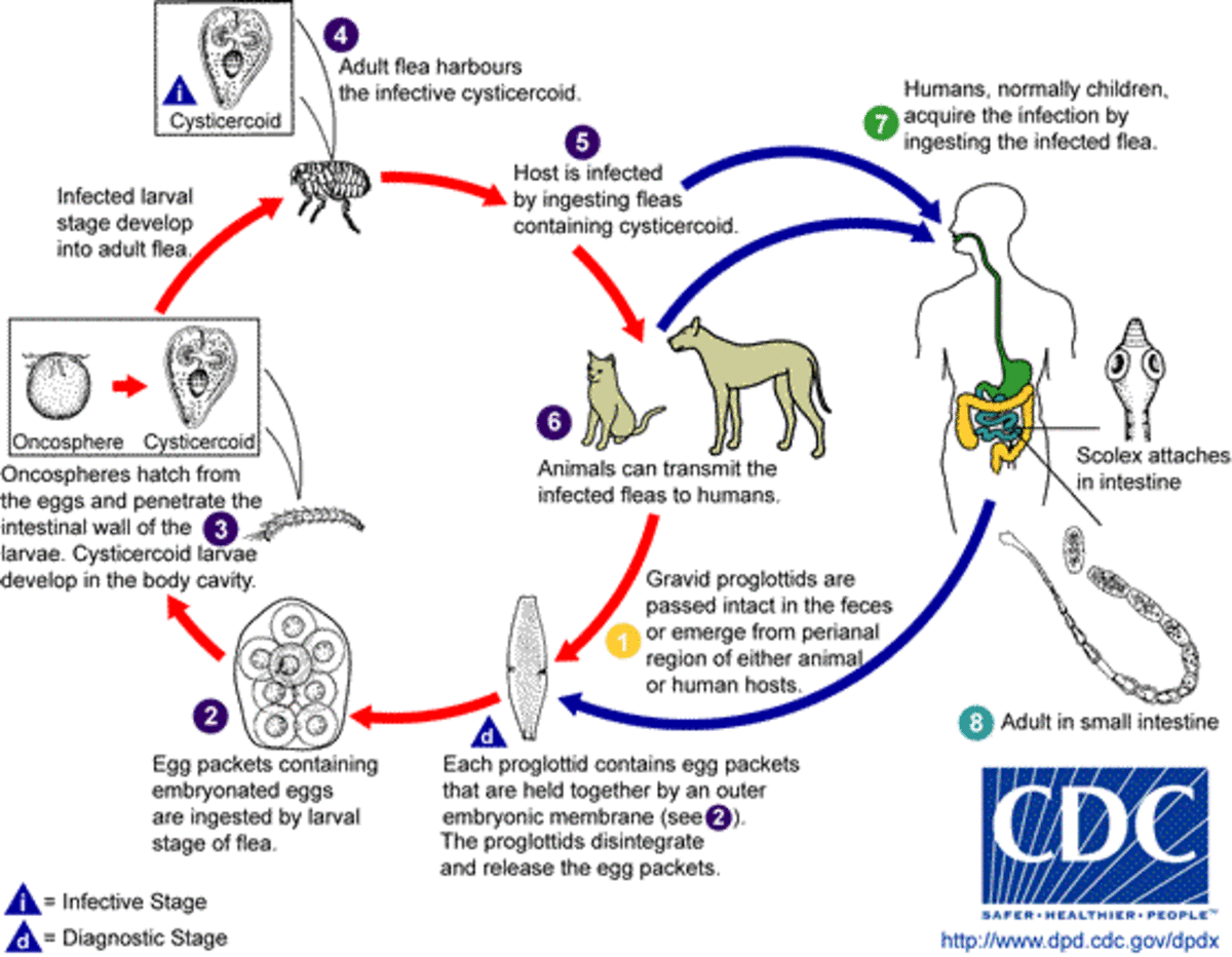 Life cycle of a flea and tapeworms.