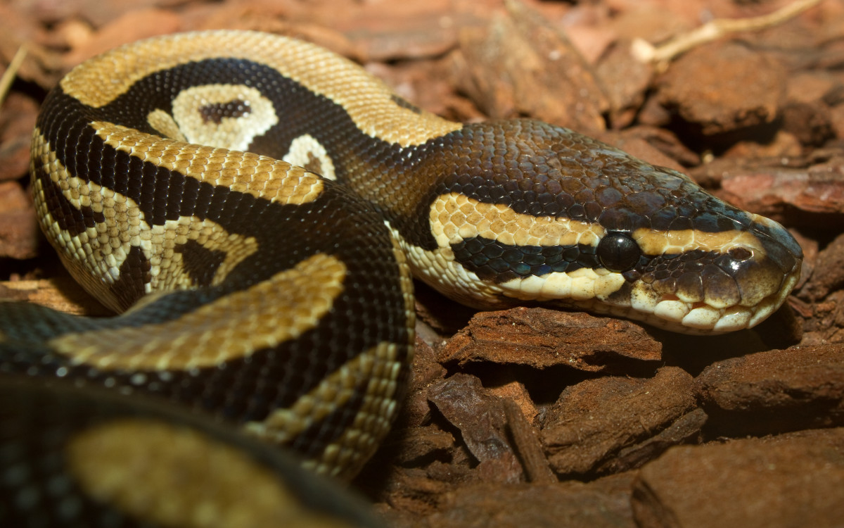 The ball python can curl itself into a ball as a defense against predators.