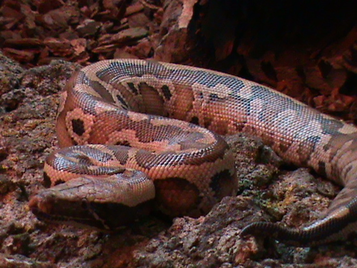 Blood Pythons (python curtis) live in the forest regions of Southeast Asia.