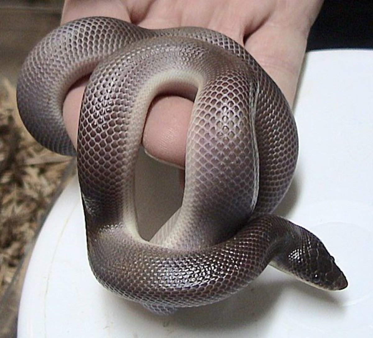 Species Of Boas And Pythons Amazing Constricting Snakes Pethelpful
