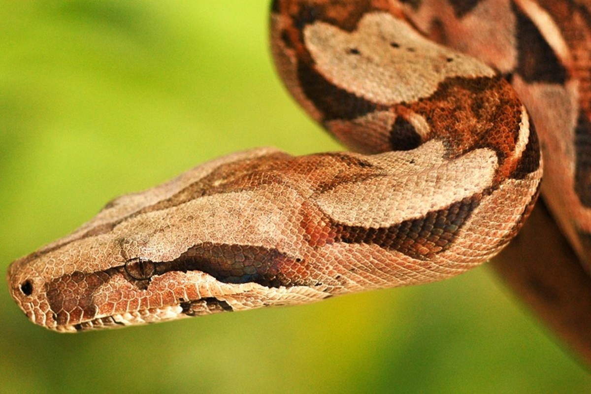 Boa constrictors come in a variety of colors.
