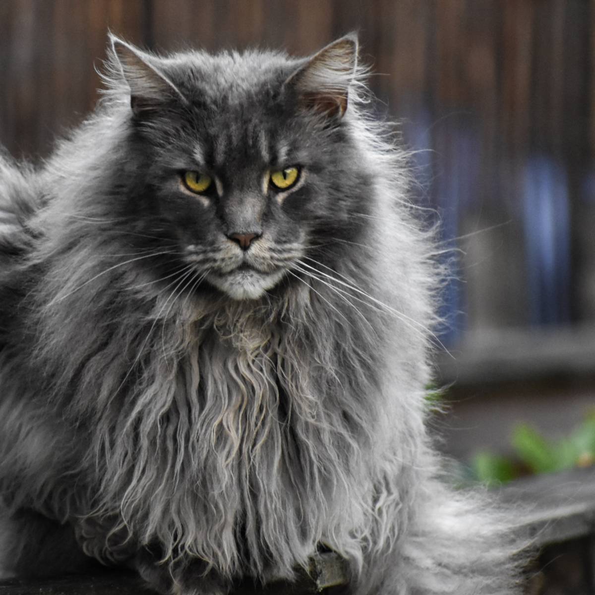 Grey Fluffy Cats Free Word Template Grey Fluffy Cats Free Word Template