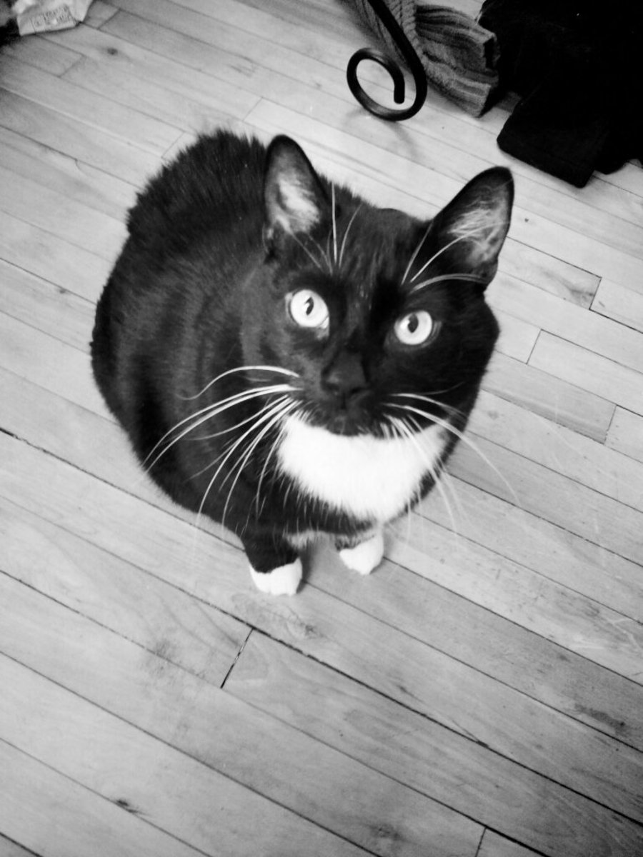 How to Train a Cat to Do Tricks PetHelpful