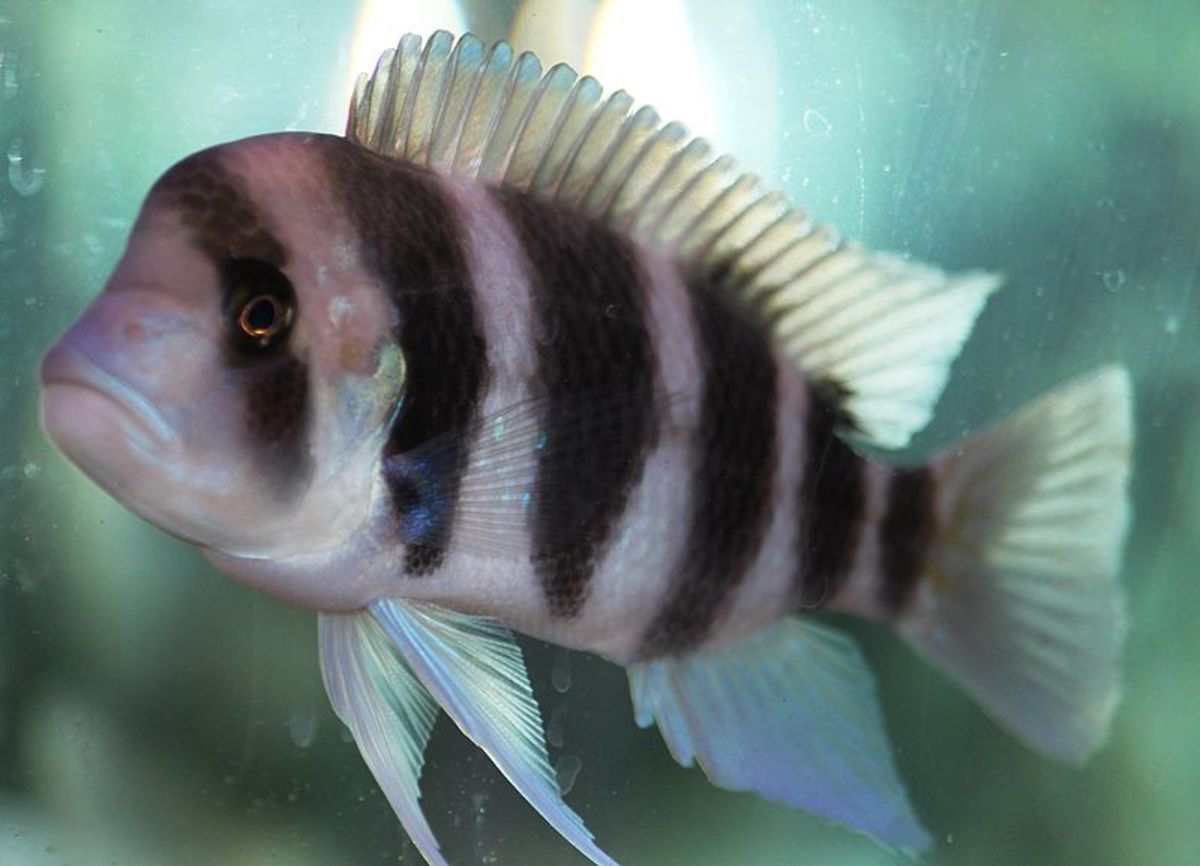 Cichlids are one of the most beautiful freshwater fish.