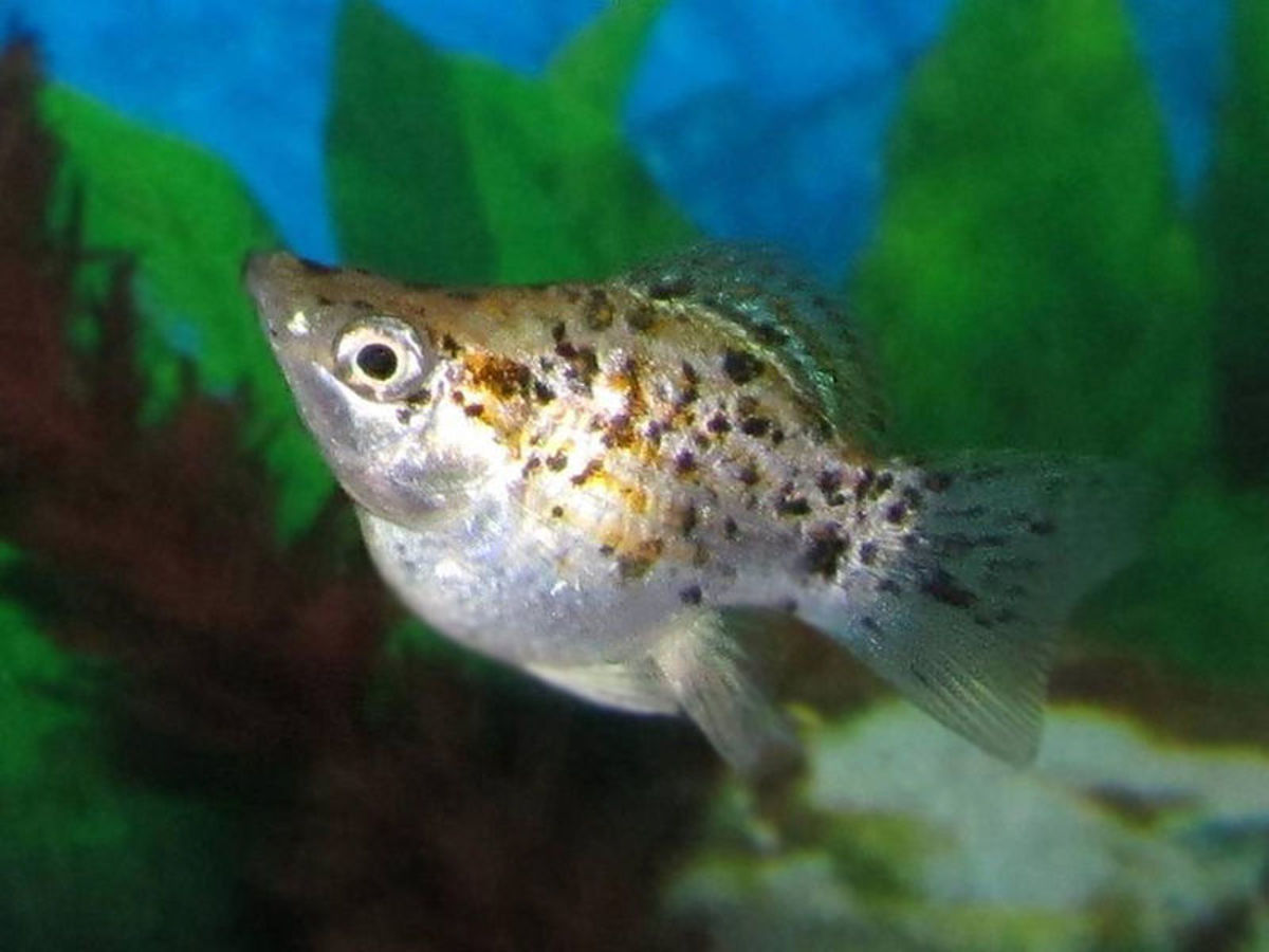 Mollies are cute fish that are well-suited for community aquariums since they are peaceful. 