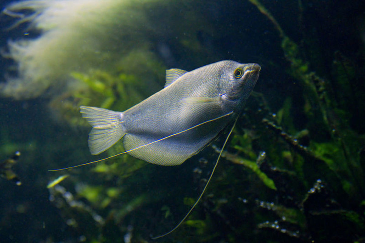 Gouramis are another fish that is well-suited for a community aquarium. 