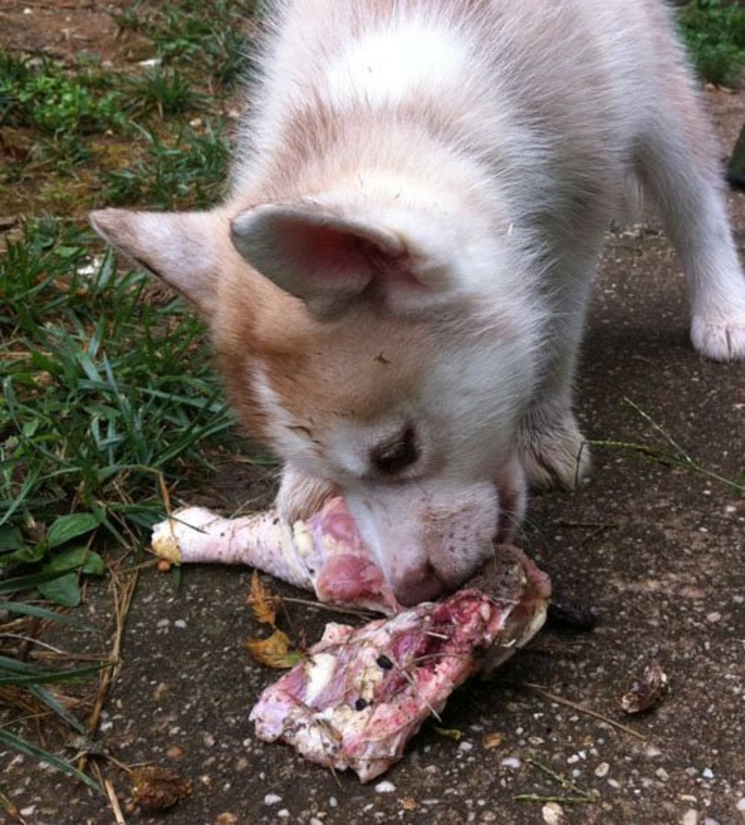 A Siberian Husky checks out some chicken.