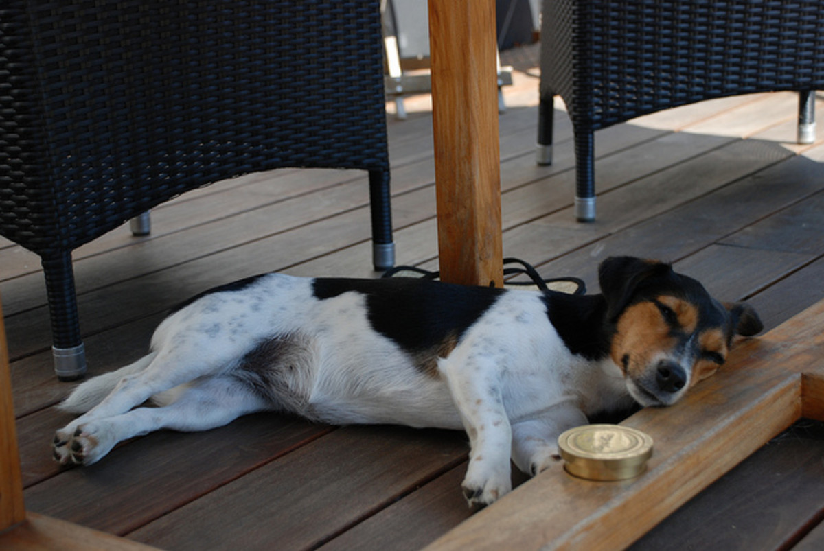 A JRT, dreaming about chicken?