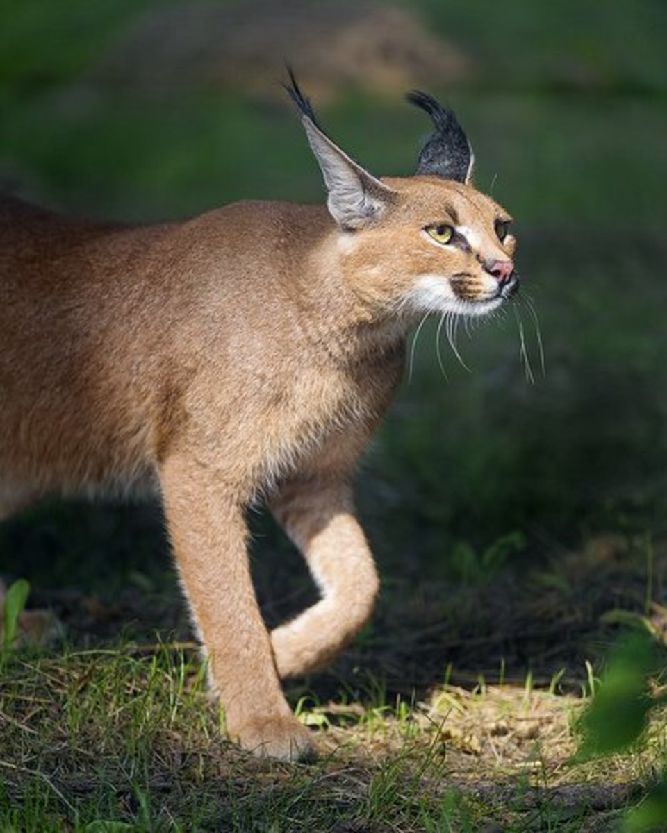 Exotic Cats