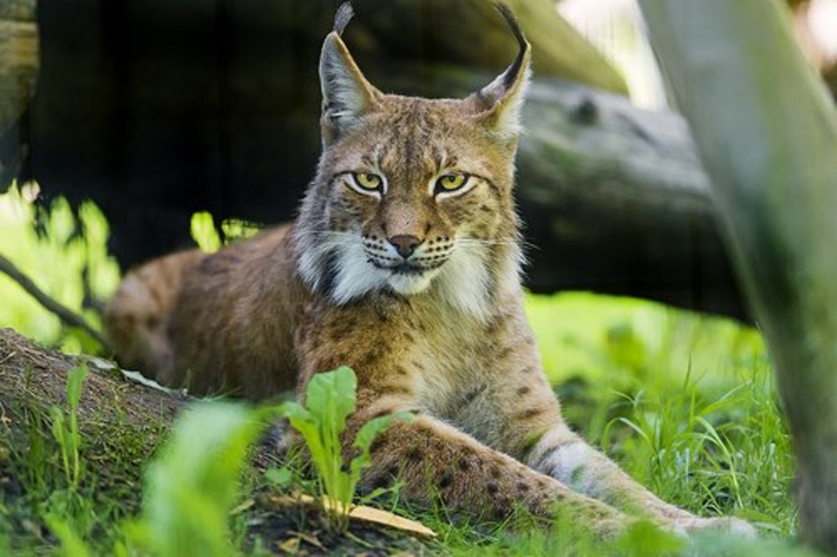 lynx domestic cat hybrid