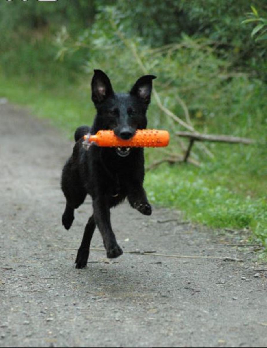 Keep your adolescent dog busy and exercised!