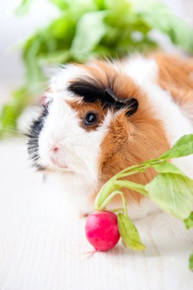 Abyssinian Guinea Pigs Care Guide, Breeds, Colours, Origin PetHelpful