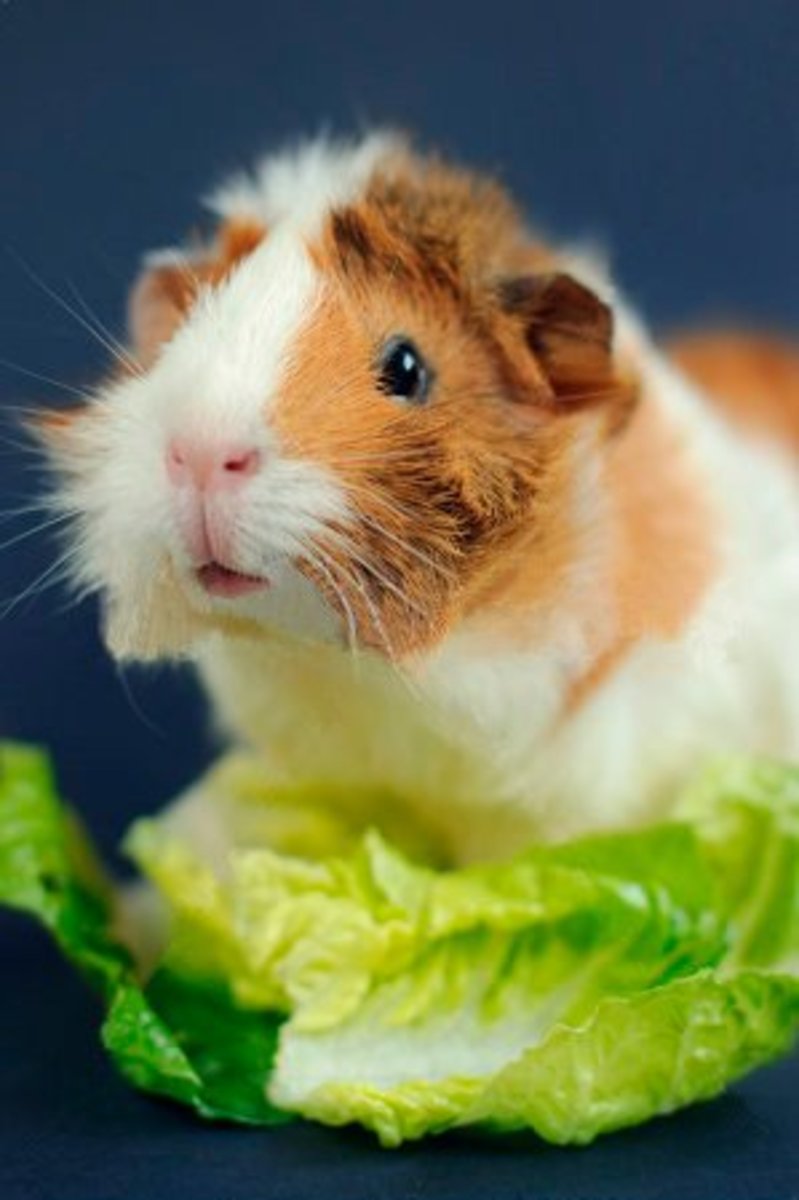 Abyssinian guinea pigs can be bolder, friskier, more playful, louder and more aggressive than other breeds.