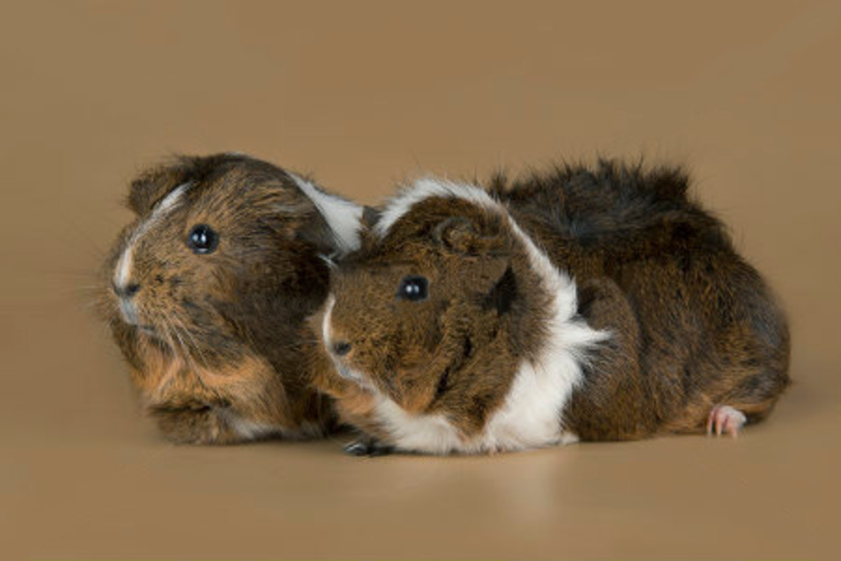 Roan abyssinian hot sale guinea pig