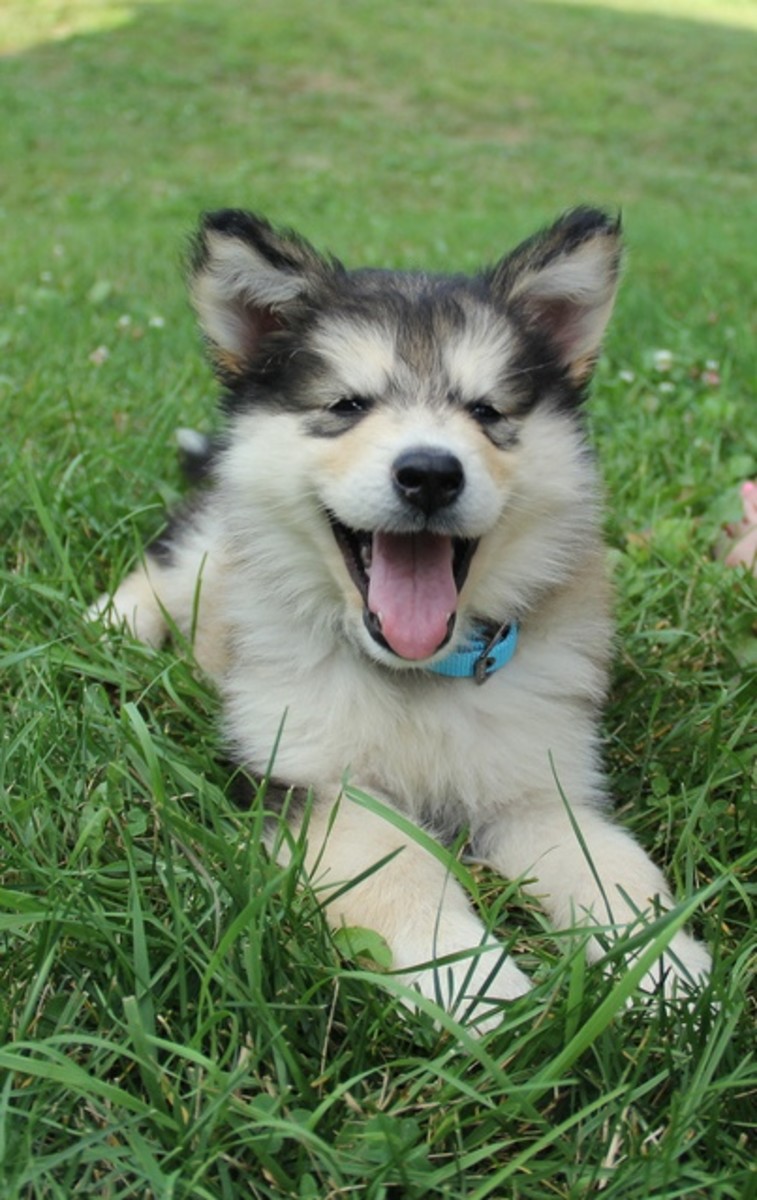 Alaskan Malamutes can have a lot of energy but they will stay quiet most of the time.
