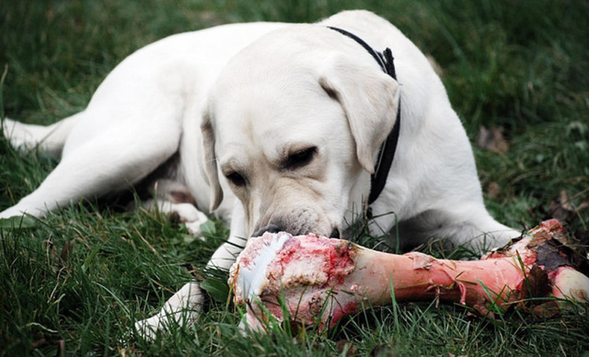 We may no longer be in the Paleolithic era, but your dog can still eat
right.