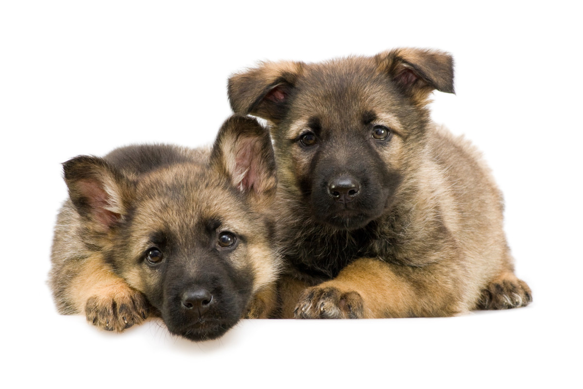 German Shepherd puppies. What could be cuter?