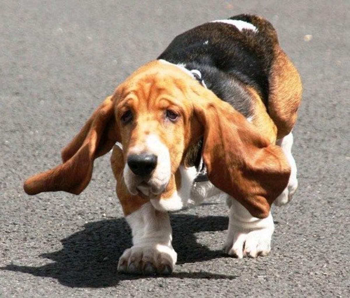 The Basset Hound makes a good dog for an apartment because they are friendly and sleep a lot.