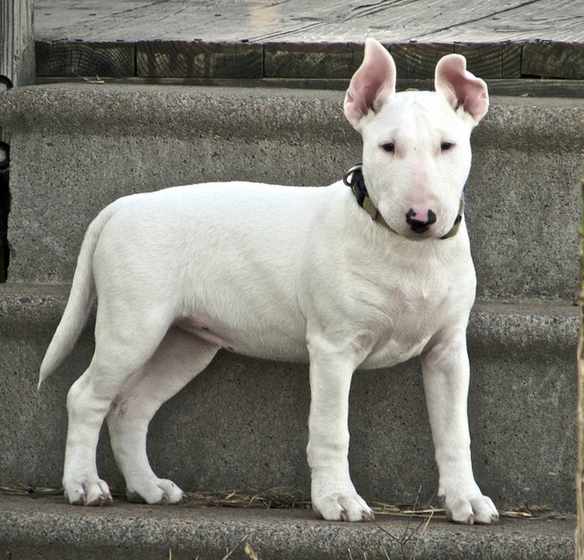 Bull terriers might have tough reputations but they are good dogs for an apartment.