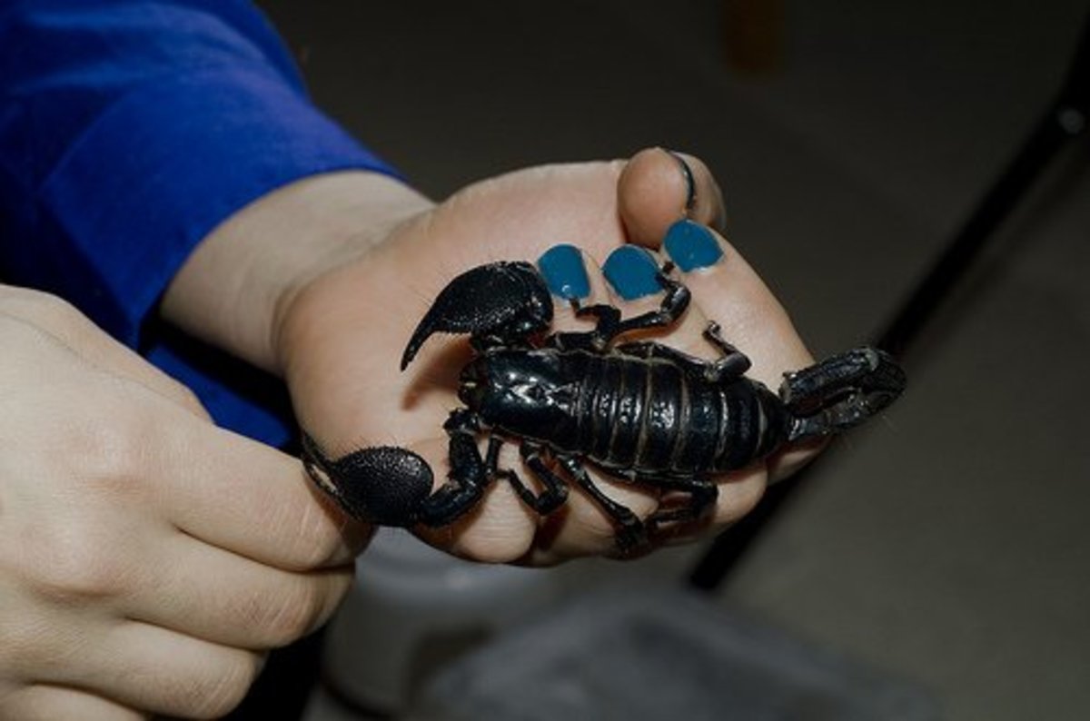 Holding a black emperor scorpion 