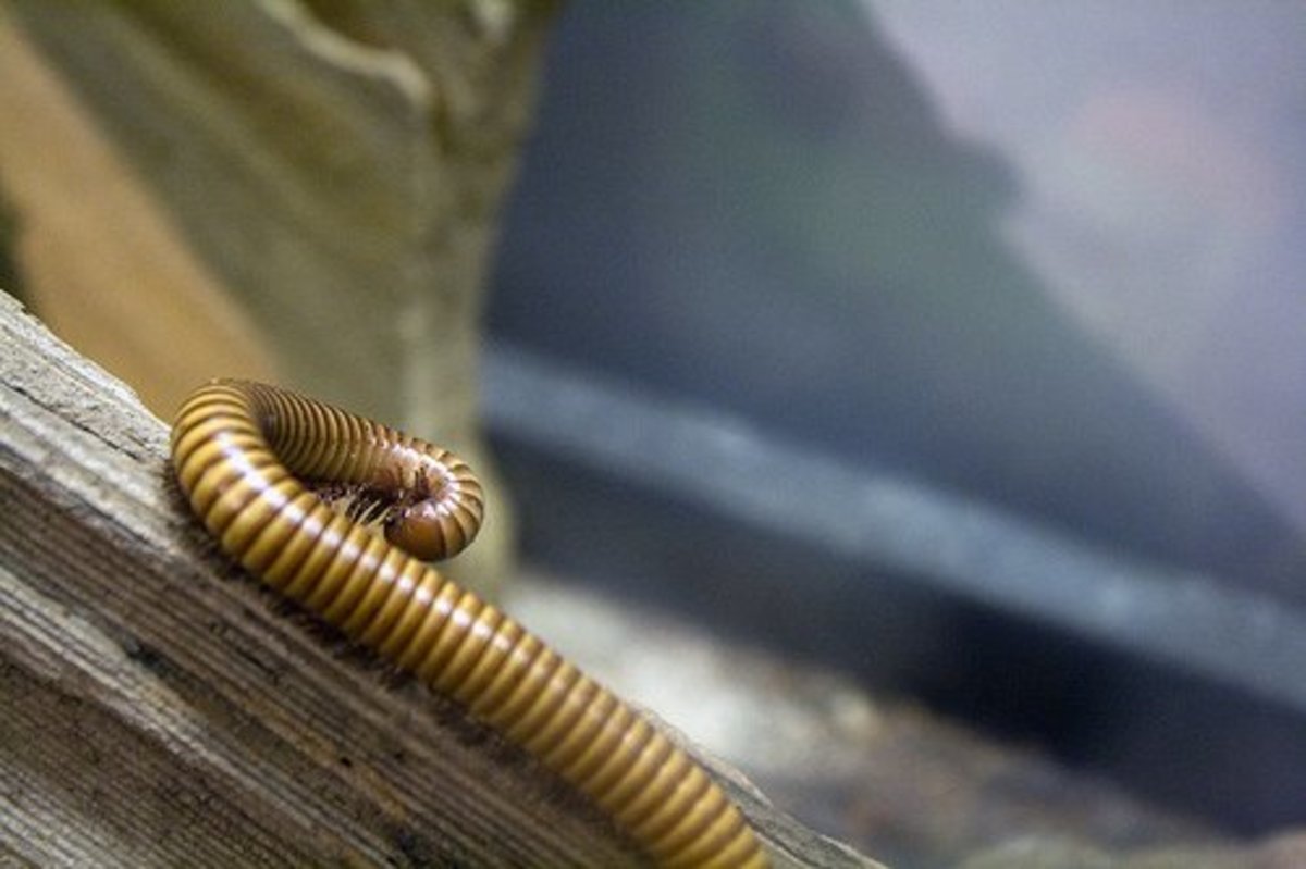 Beautiful yellow millipede 