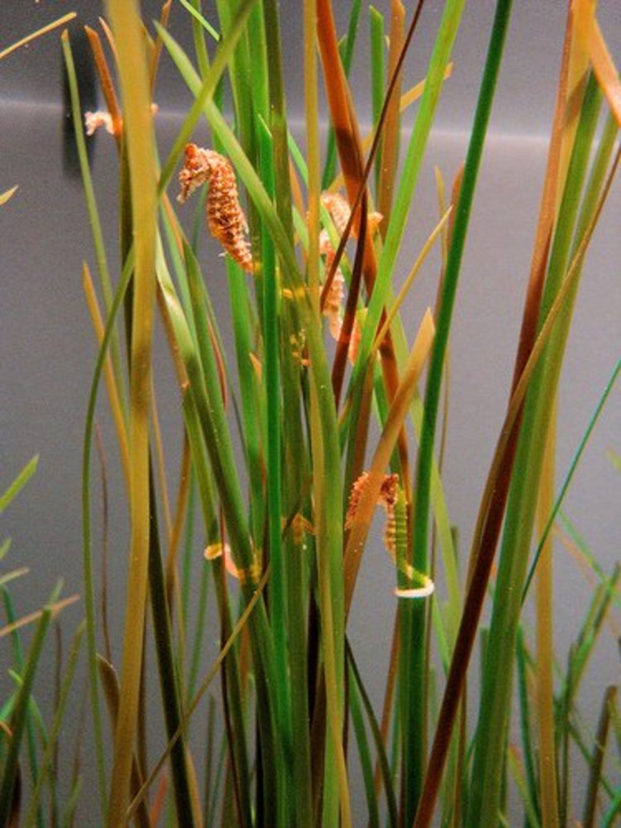 Dwarf seahorses clinging to grass. 