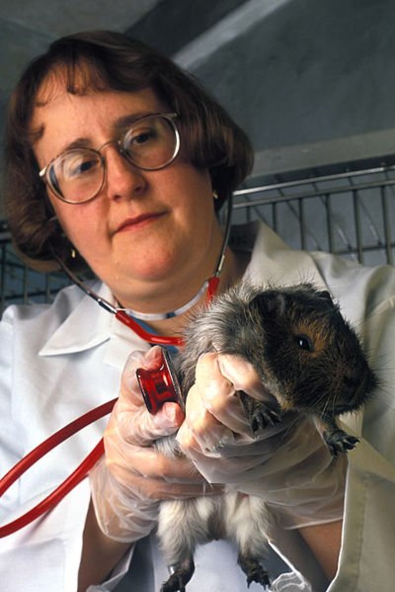 A vet performing a usual check-up for a guinea pig.