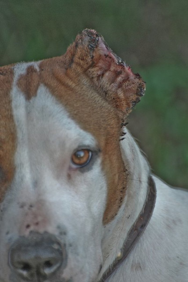 Why Is My Dogs Ear Crusty