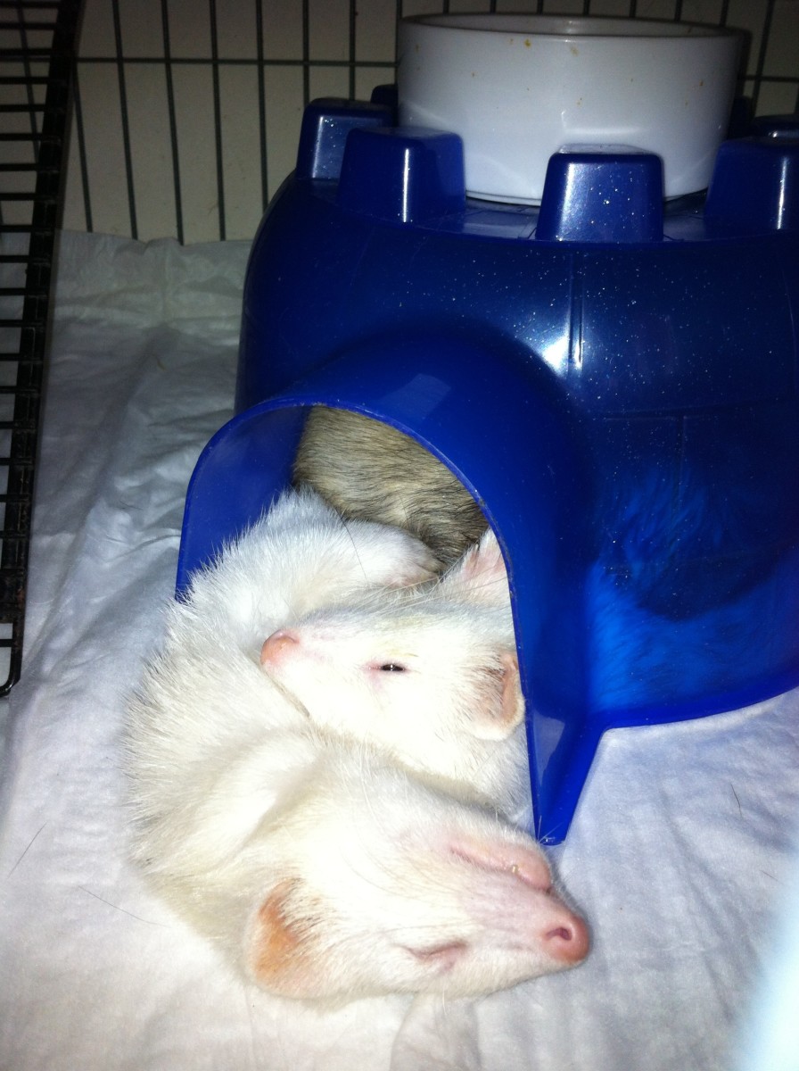 Ferrets are communal creatures: Joey, Al, and King are all piled in a house sleeping soundly together.