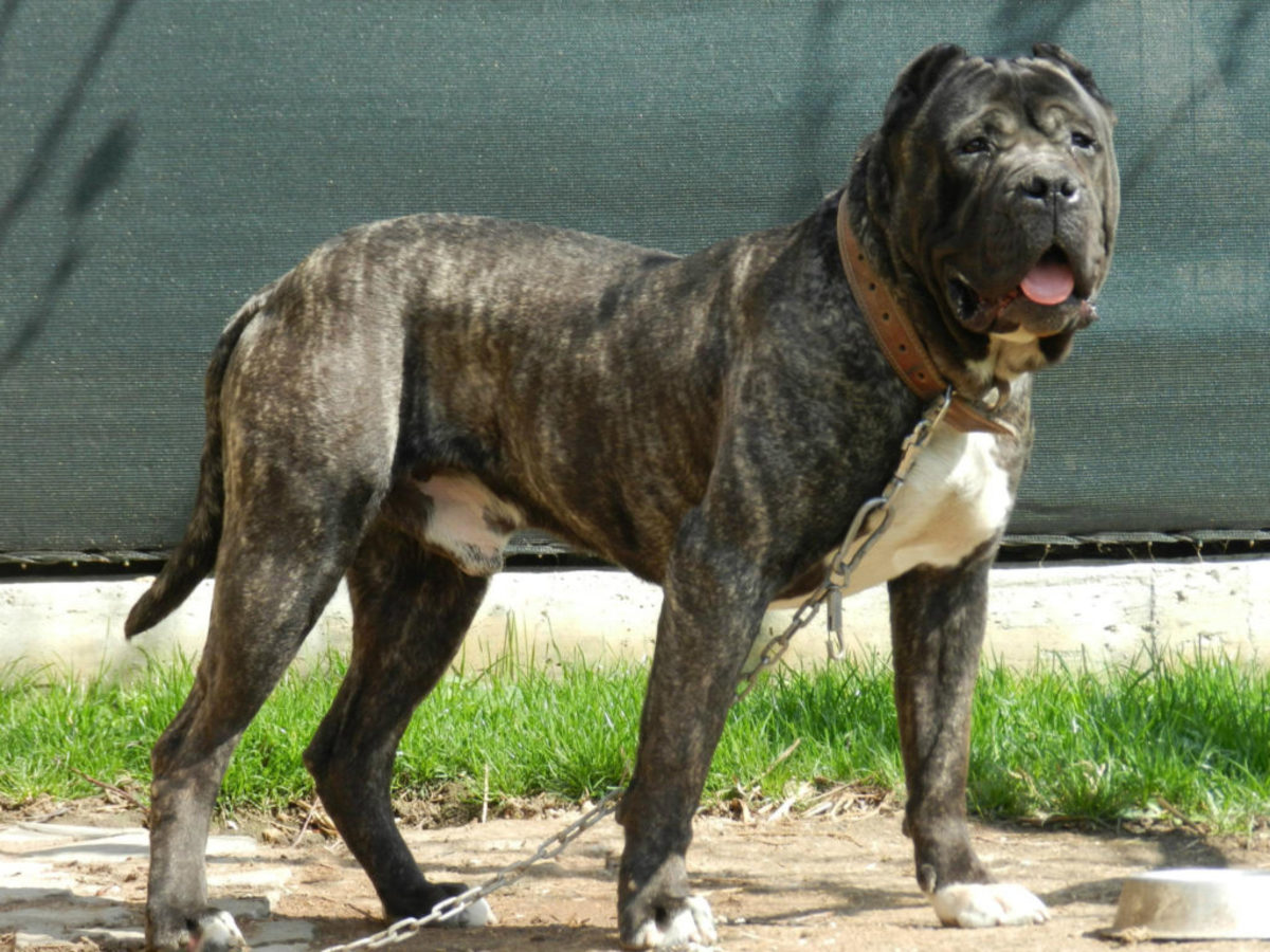 The Presa Canario was originally bred for dogfighting
rings.