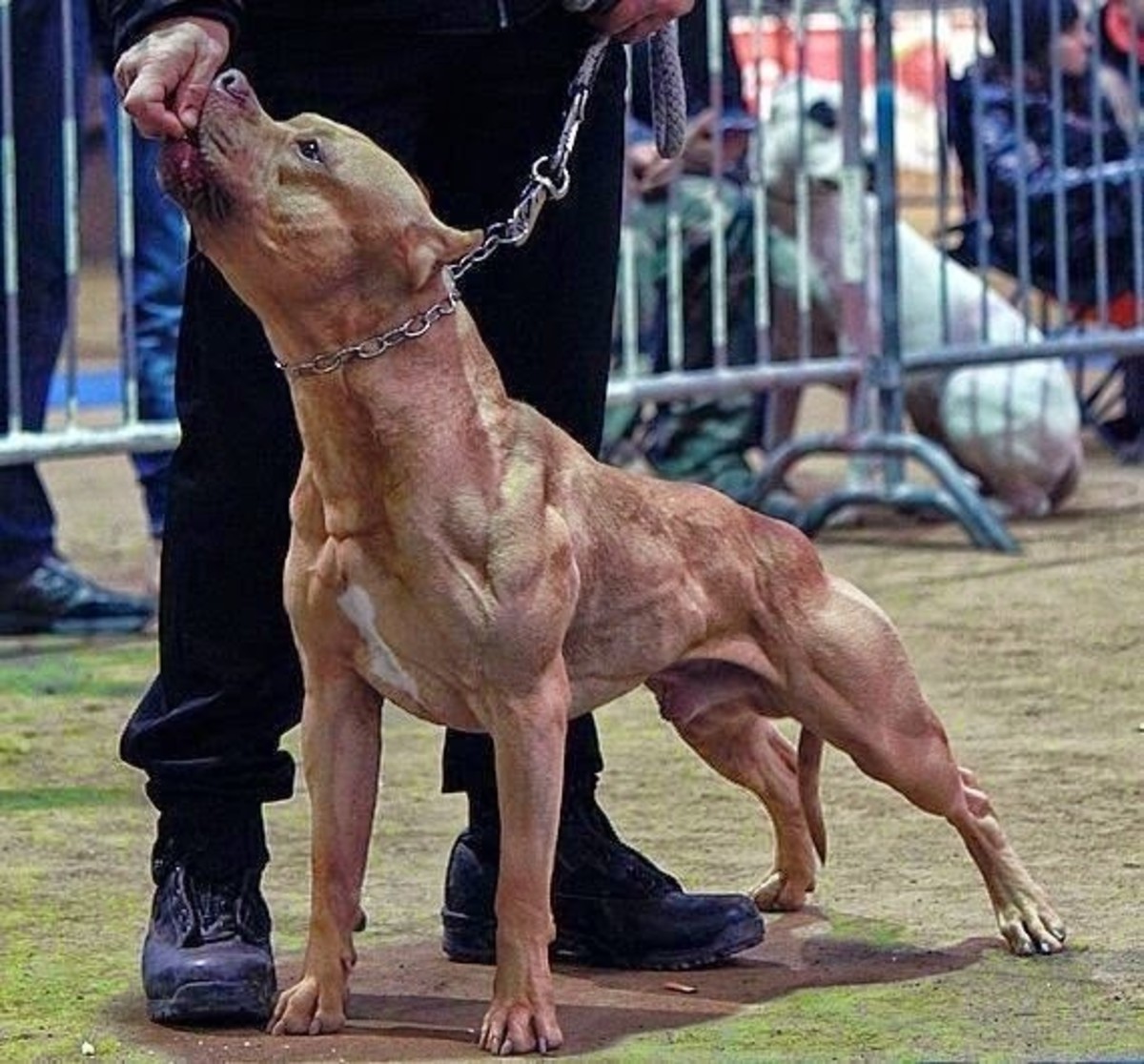 The Pit Bull Terrier is known around the world as perhaps the most powerful
pound-for-pound lean muscle fighting dog on the
planet.