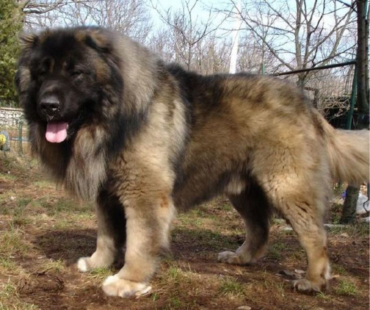 The Caucasian Shepherd is highly territorial and prone to attacking
strangers.