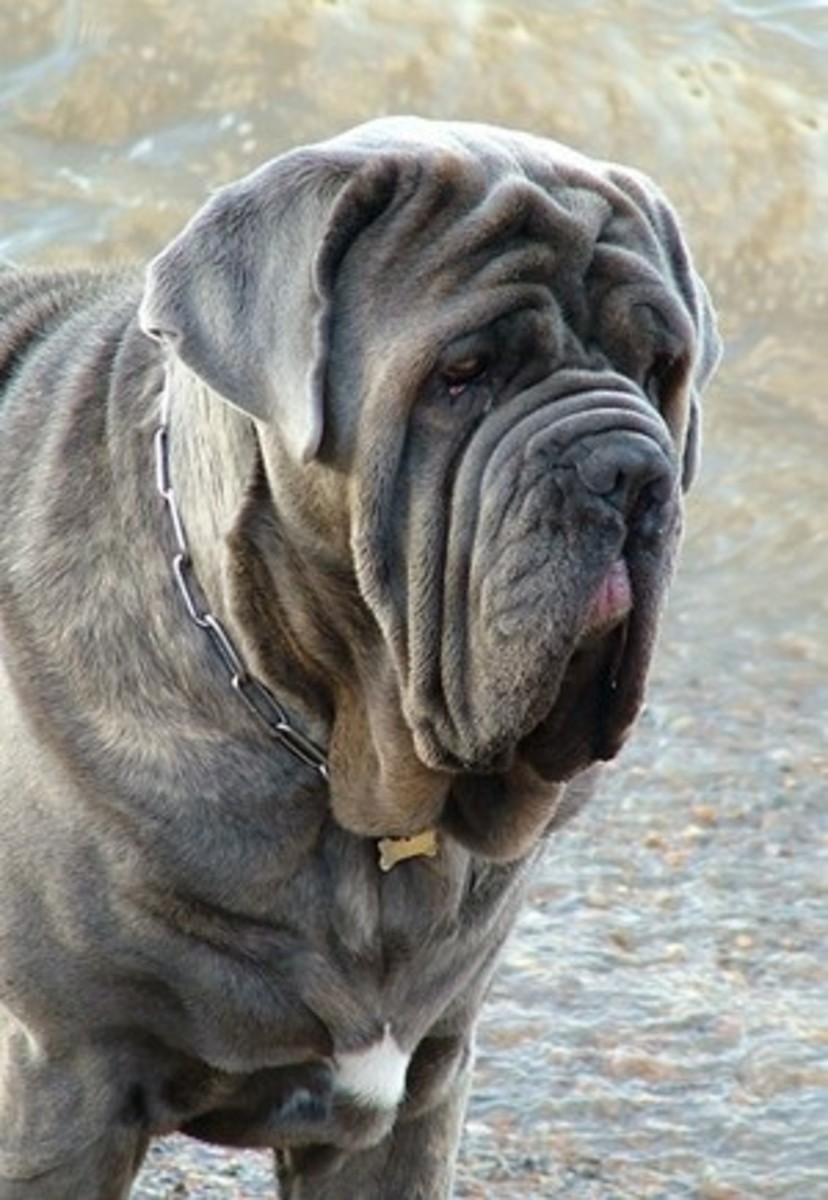 The Neapolitan Mastiff was once used as a gladiator dog and has been banned
in many countries.