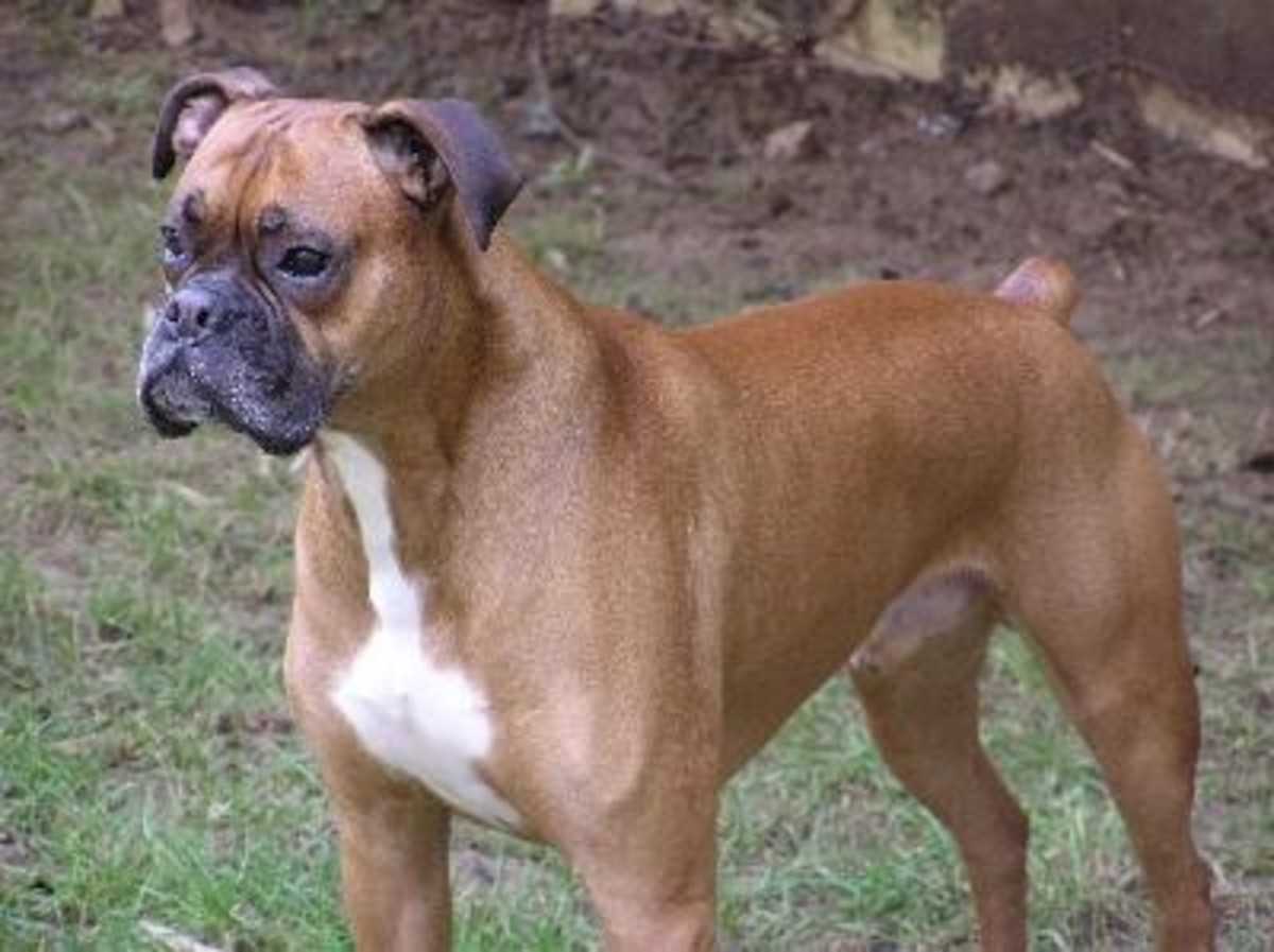 Boxers can be boisterous, dominant, aggressive and overly protective of
their owners.