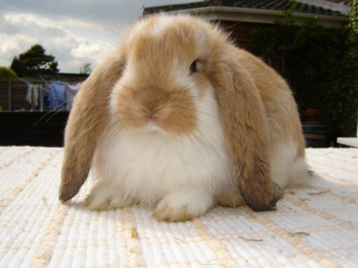 French Lop Rabbit