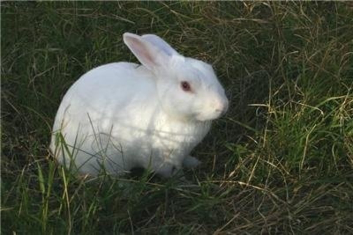 Florida White Rabbits