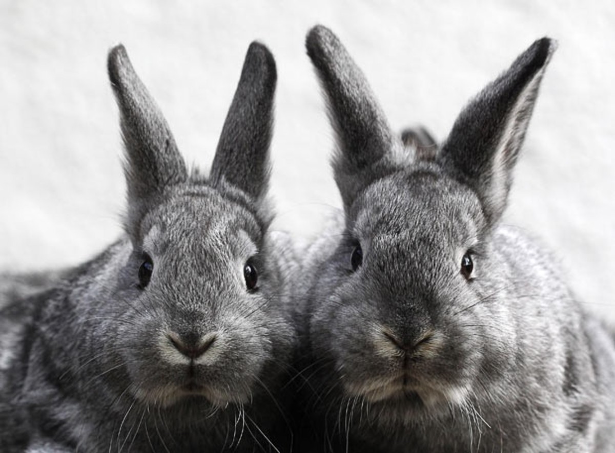 top-10-rabbit-breeds-as-pets