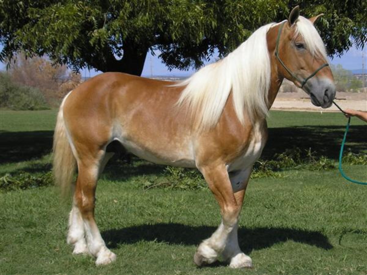 top-10-heaviest-horse-breeds