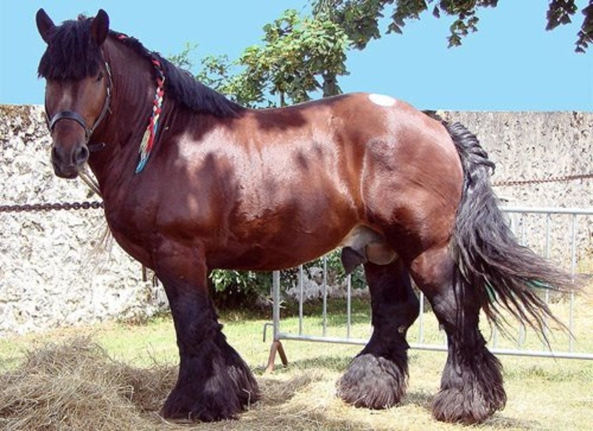 top-10-heaviest-horse-breeds