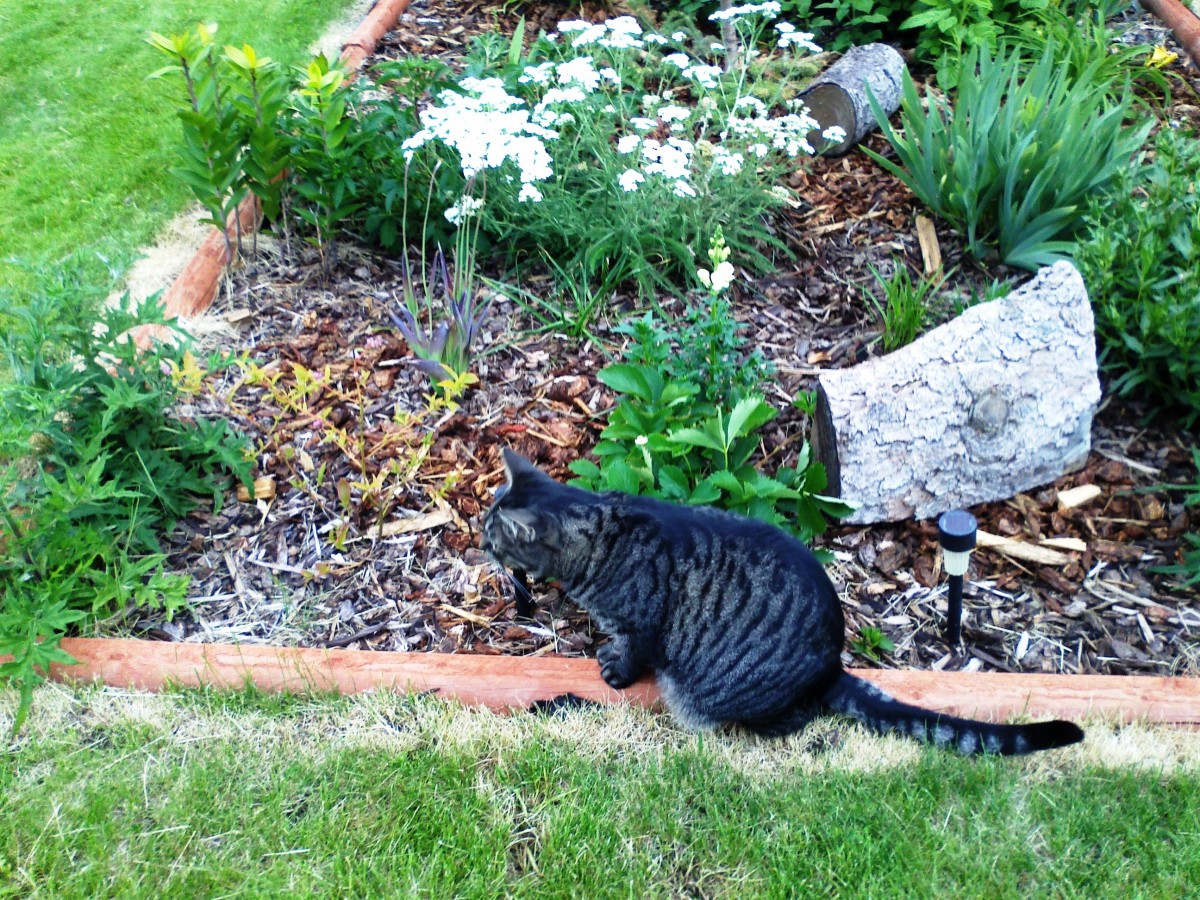 Cat Training How to Teach Your Cat to Talk PetHelpful