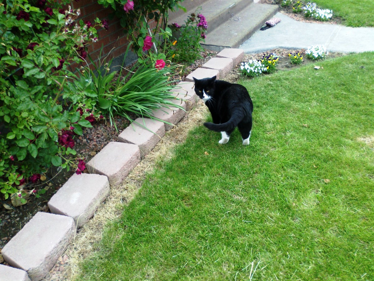 Cat Training How to Teach Your Cat to Talk PetHelpful