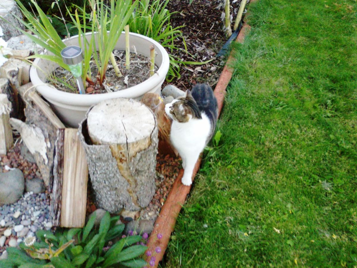 Cat Training How to Teach Your Cat to Talk PetHelpful