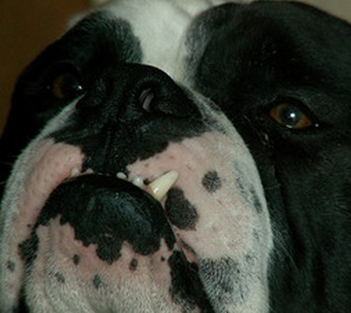 Undershot bites are common in bulldogs.
