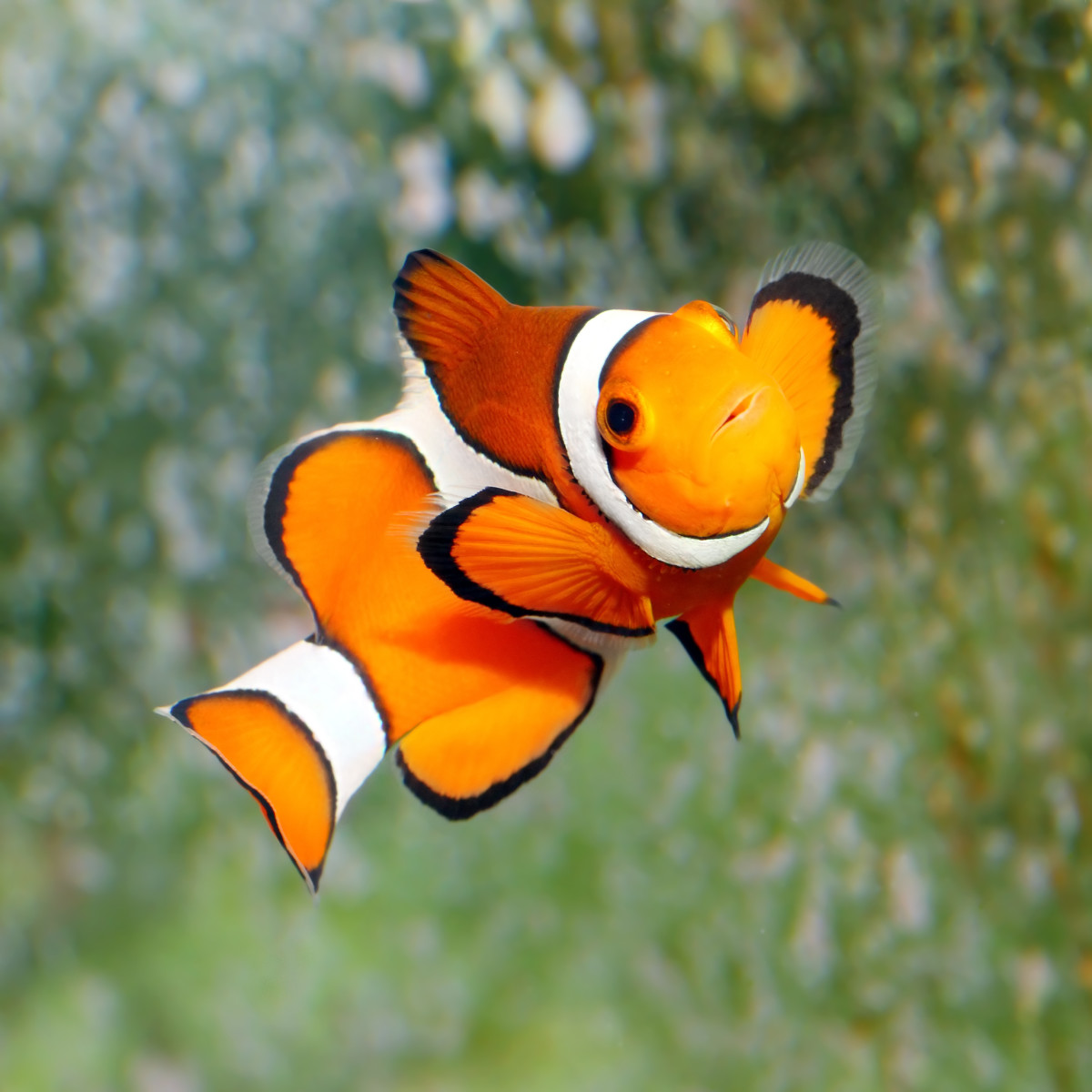 60 Funny Fish Names From Aquarius To Zero PetHelpful