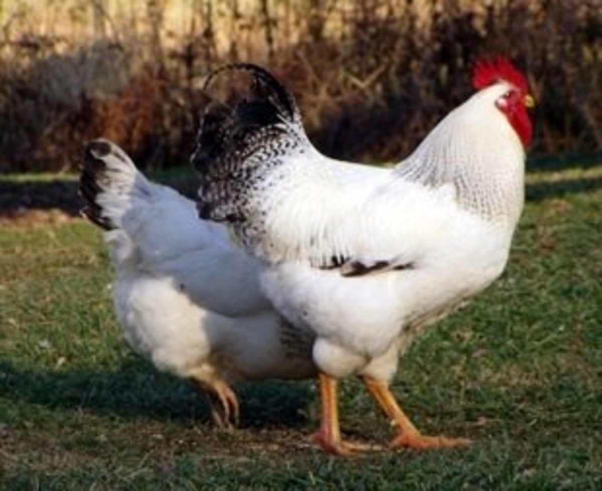 Delaware Hen and Rooster