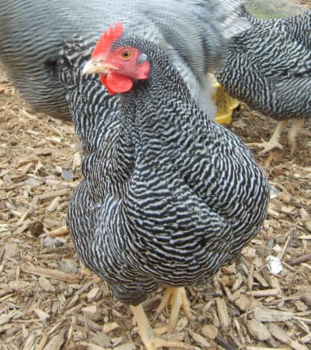 The Best 10 Dual Purpose Chicken Breeds For Eggs And Meat PetHelpful