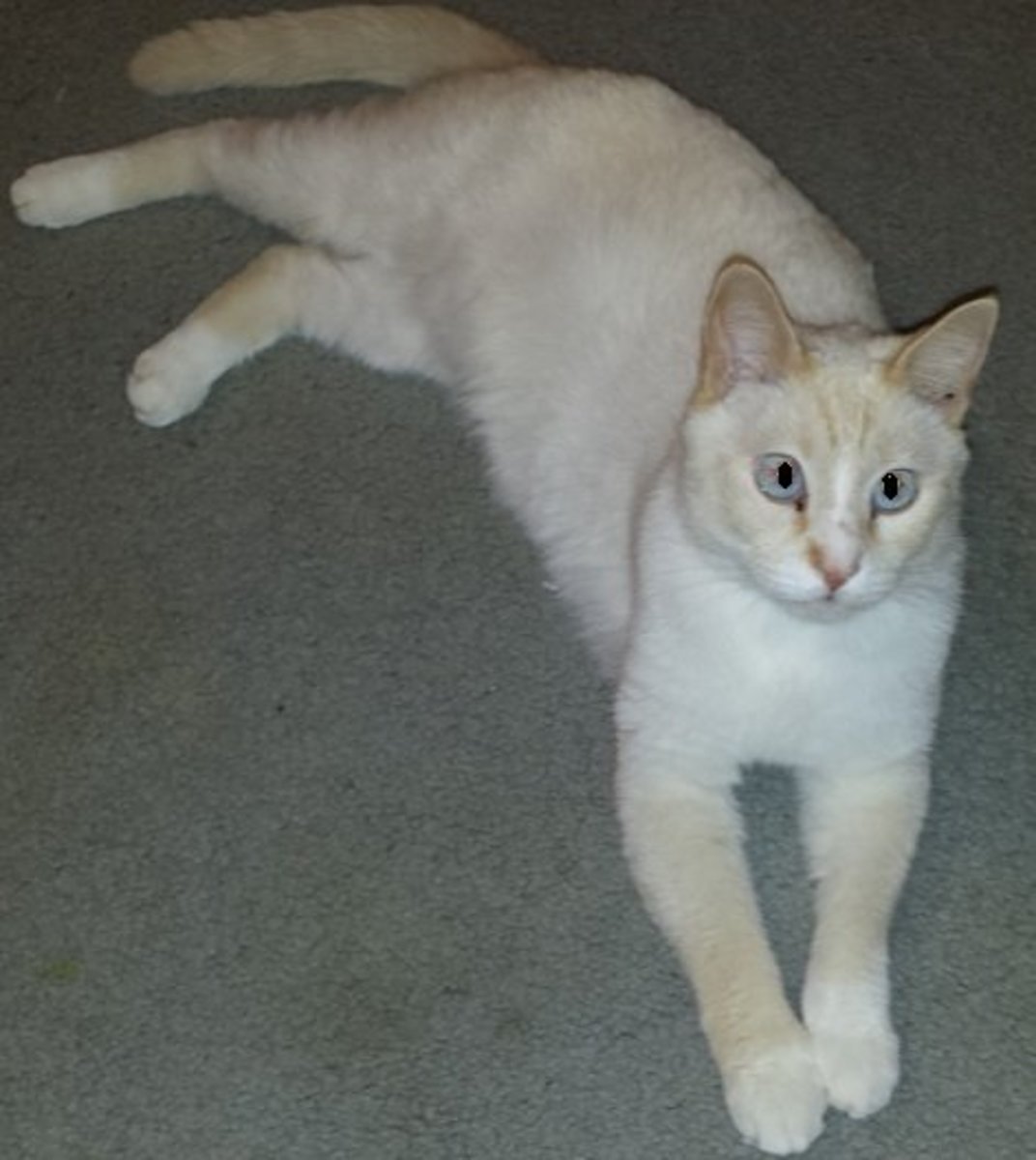 My much calmer flame point Siamese after using the calming collar.