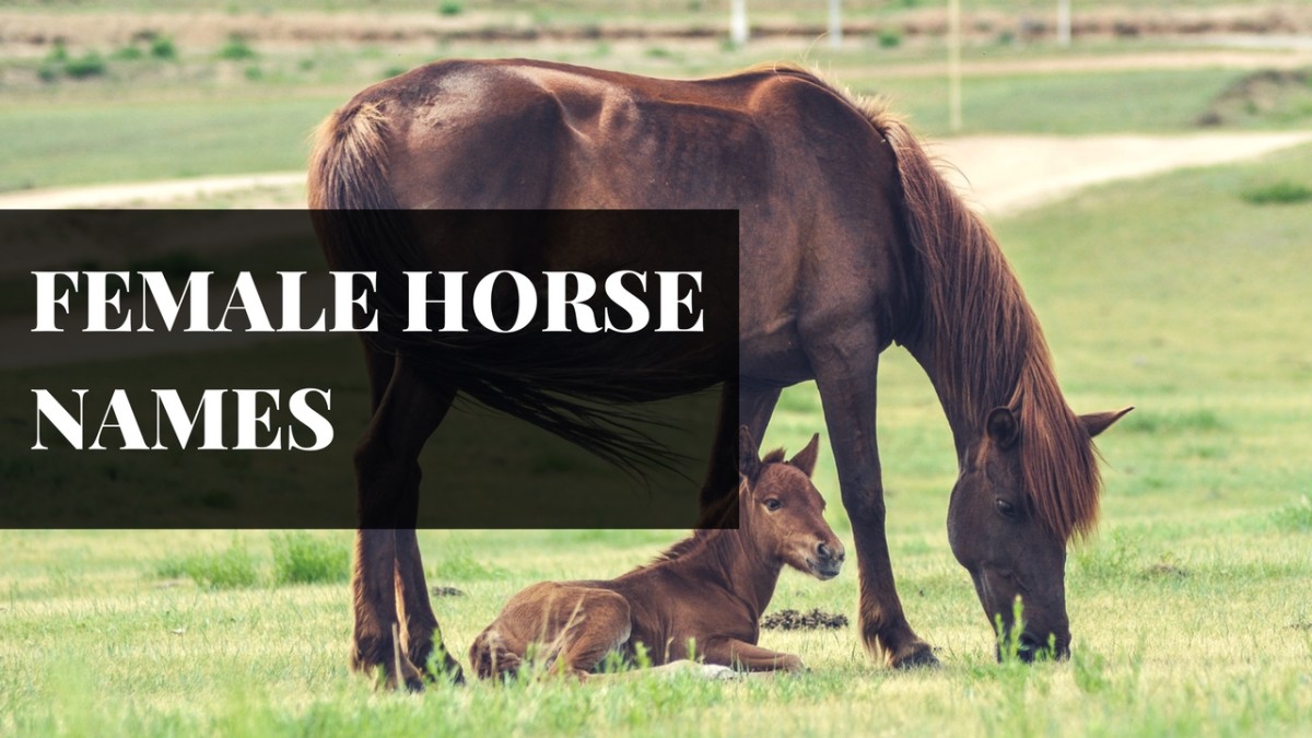 250 Awesome Horse And Racehorse Names PetHelpful