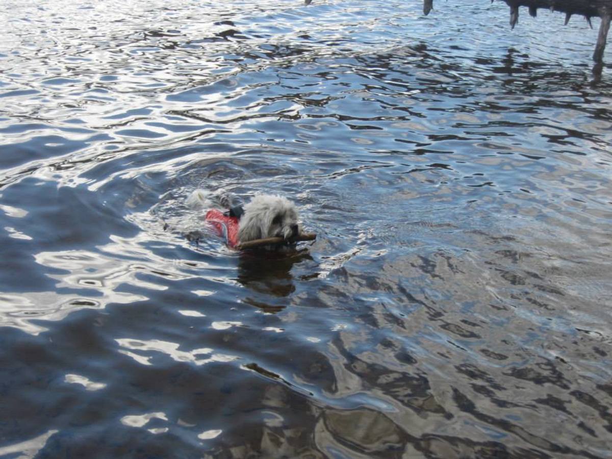 Tucker going for a swim during a break in our canoe trip. Keep in mind how long your route is and plan for rest breaks for yourself and your dog to explore.