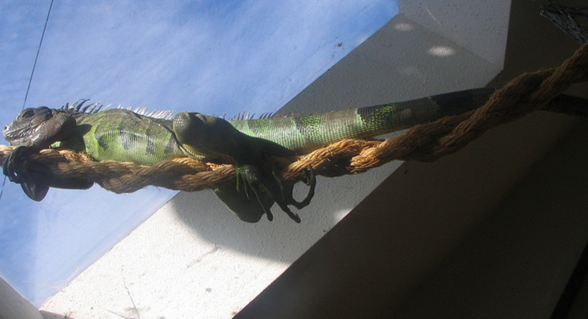 Your iguana will spend most of its adult life lazying away